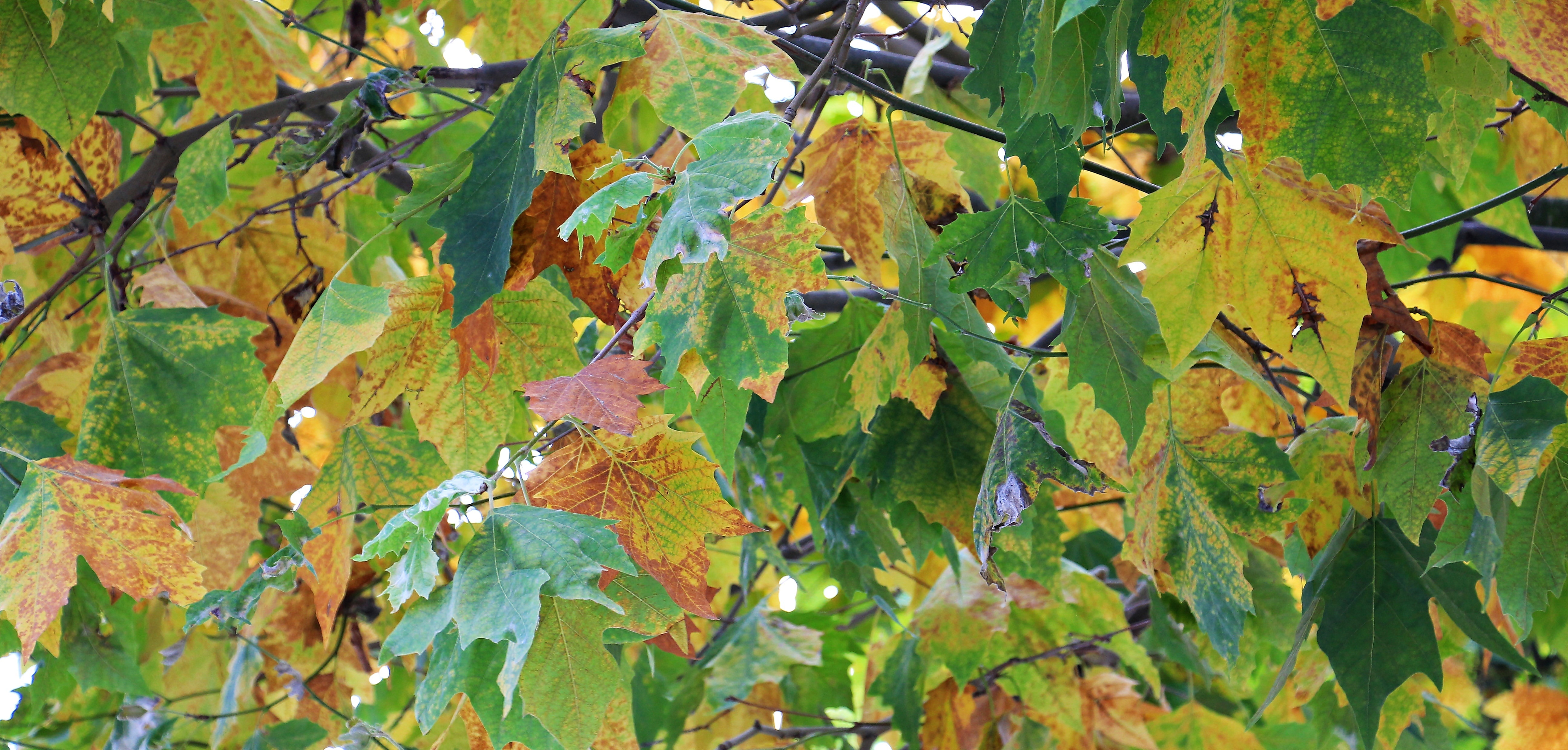 green and brown leaves