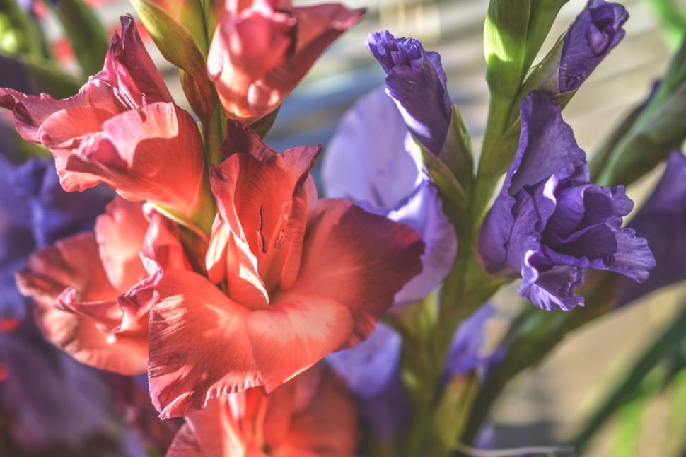 close up of red and purple flowers preview
