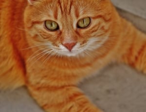 orange cat thumbnail