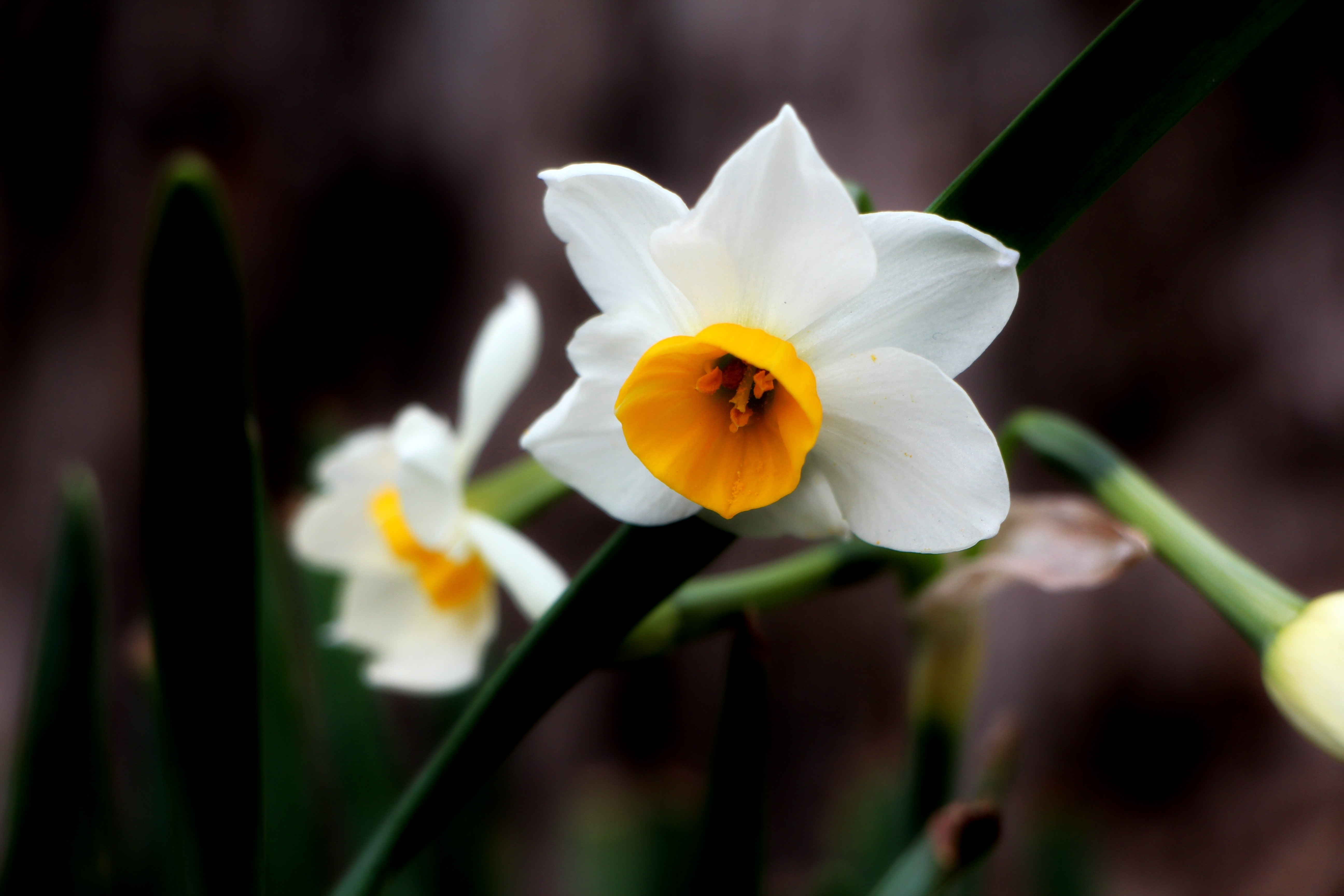 White Flowers, Flowers, Narcissus, flower, petal
