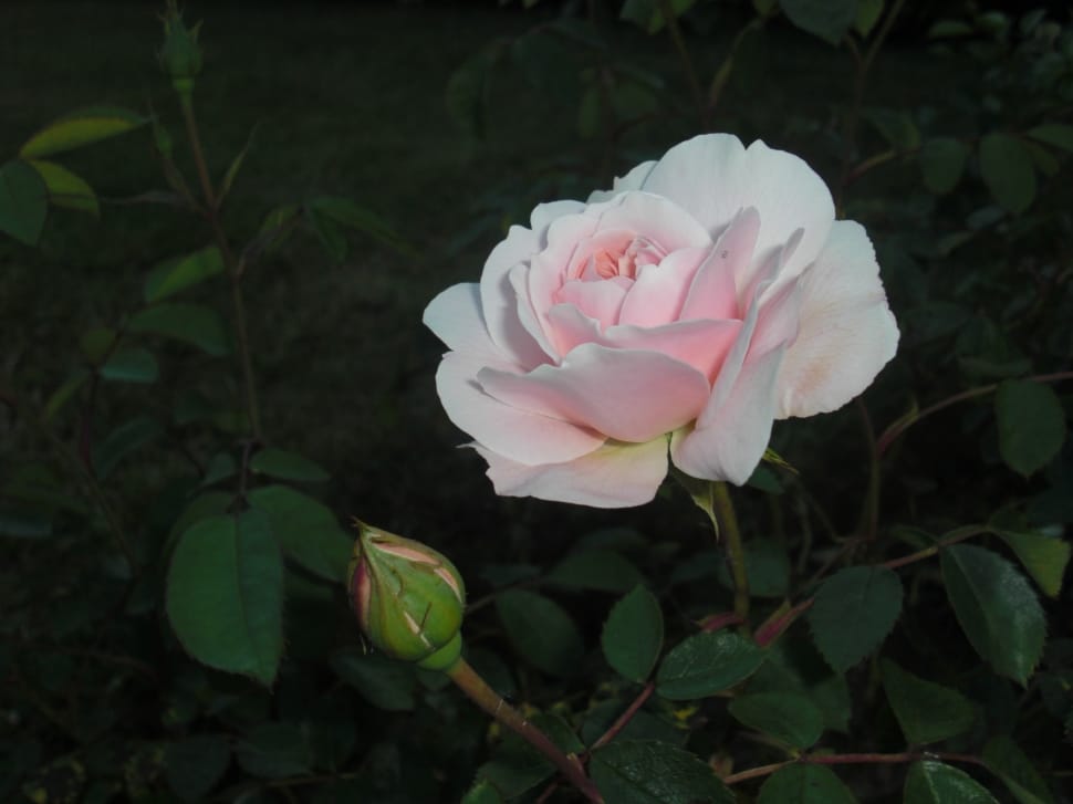 white and pink rose preview