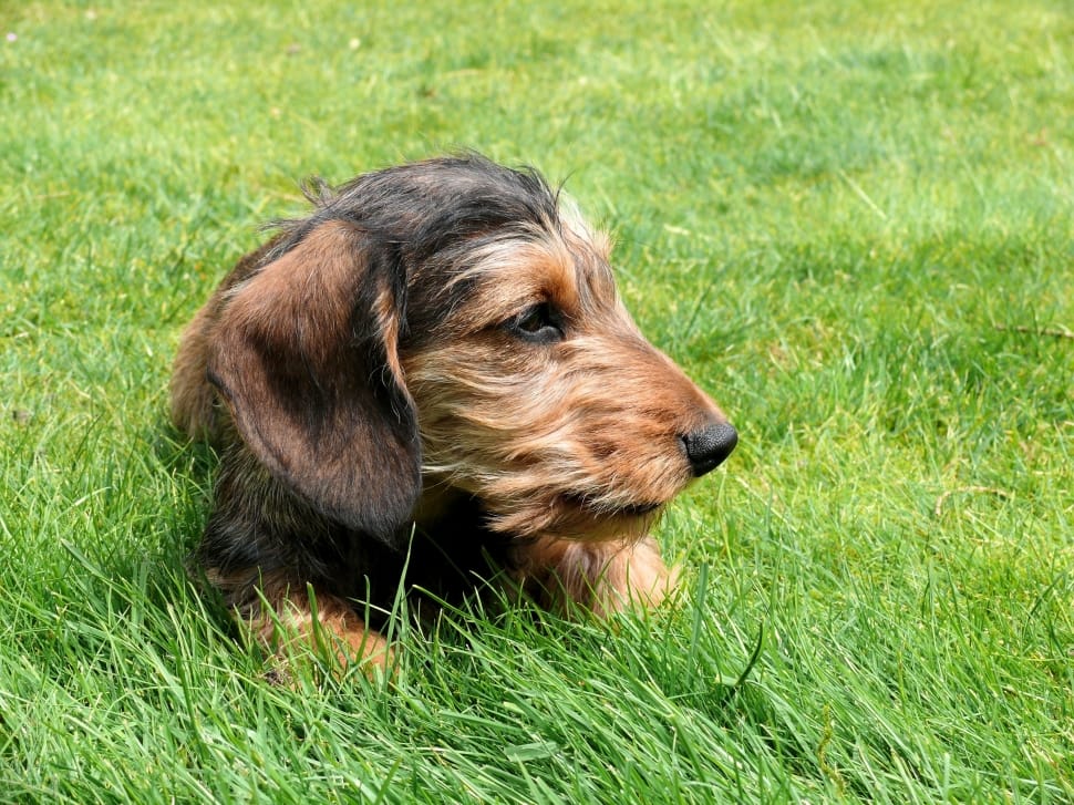 black and tan otterhound puppy preview