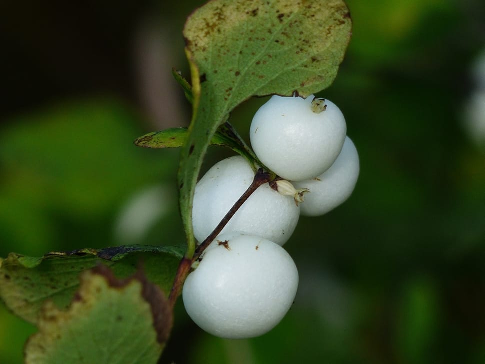 white round fruit preview