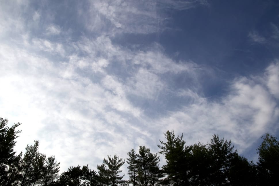 silhouette of trees under white clouds and blue sky during daytime preview