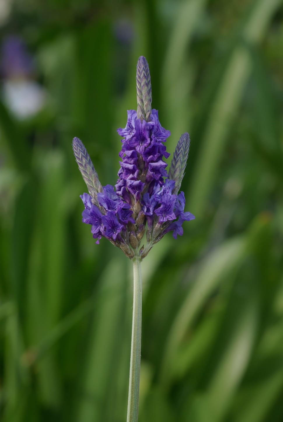 Lamiaceae, Lavandula Multifida, Lavender, flower, growth preview