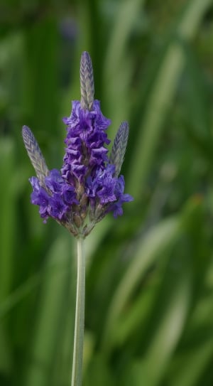 Lamiaceae, Lavandula Multifida, Lavender, flower, growth thumbnail