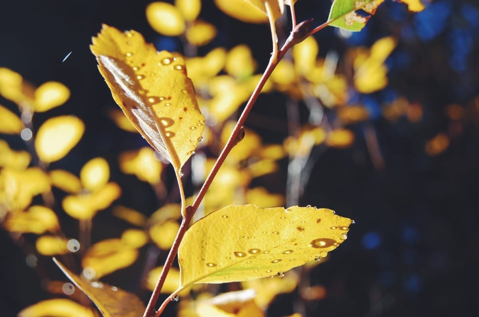 yellow leaf close up photography preview