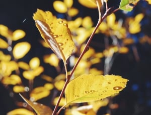 yellow leaf close up photography thumbnail