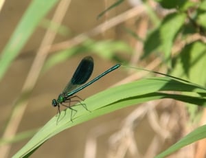 Nature, Water, Wings, Insect, Dragonfly, insect, animal themes thumbnail