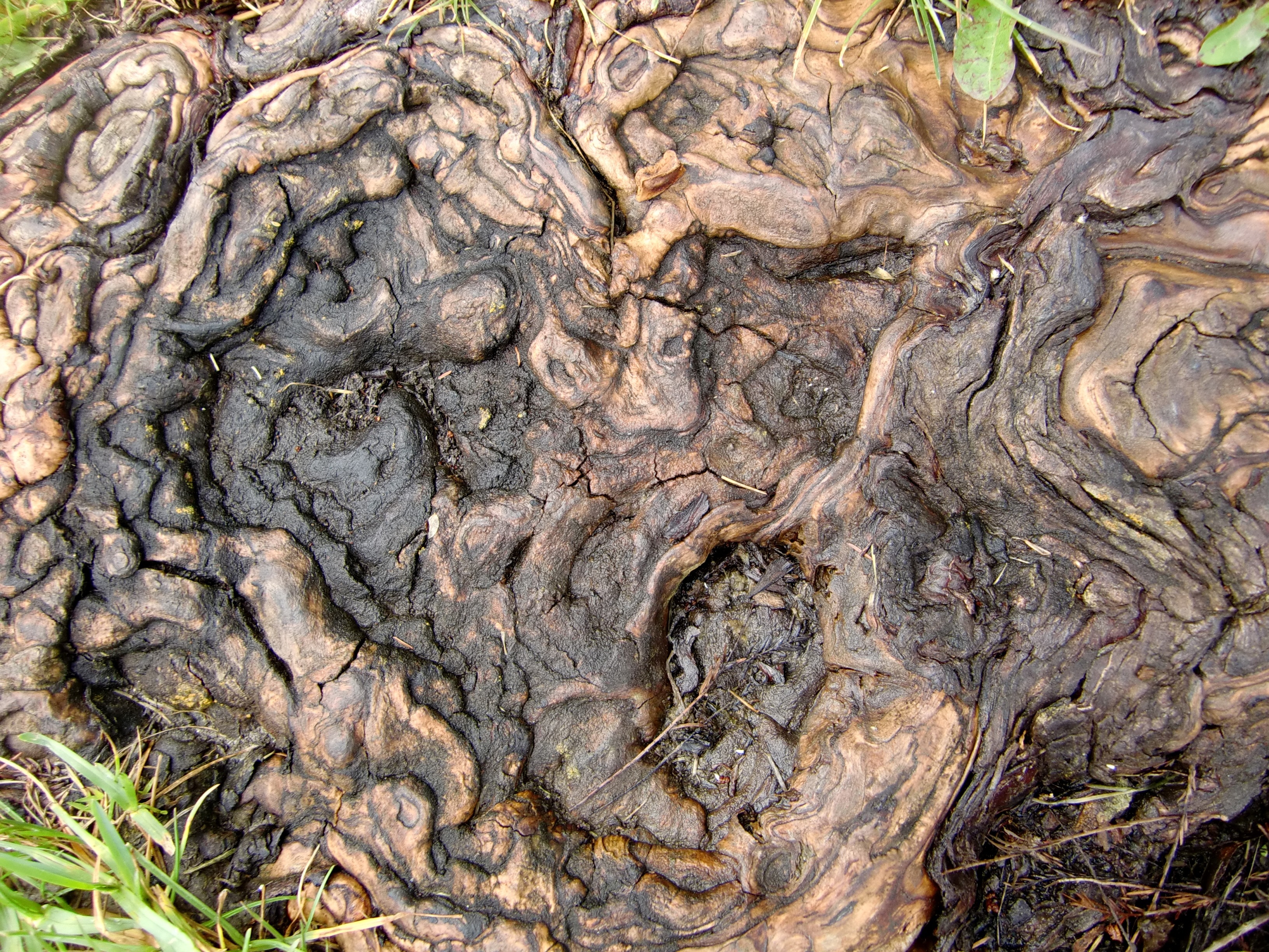 brown black wood