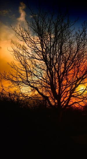 silhouette photo of tree during sunset thumbnail