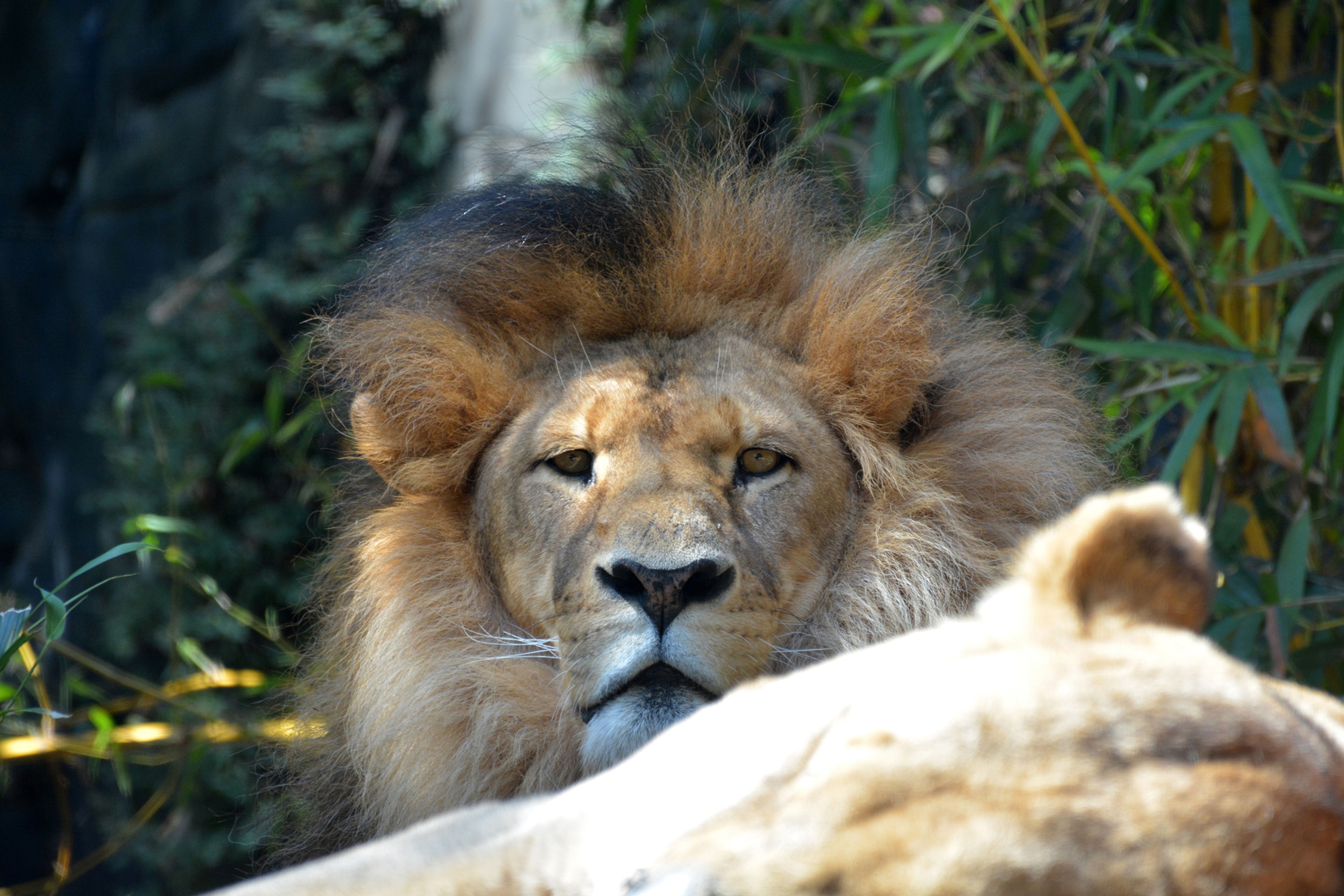 brown and white lion