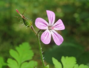 close up photo of purple petaled flower thumbnail