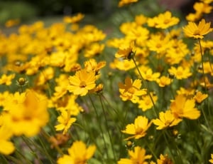 yellow petaled flowers on field thumbnail
