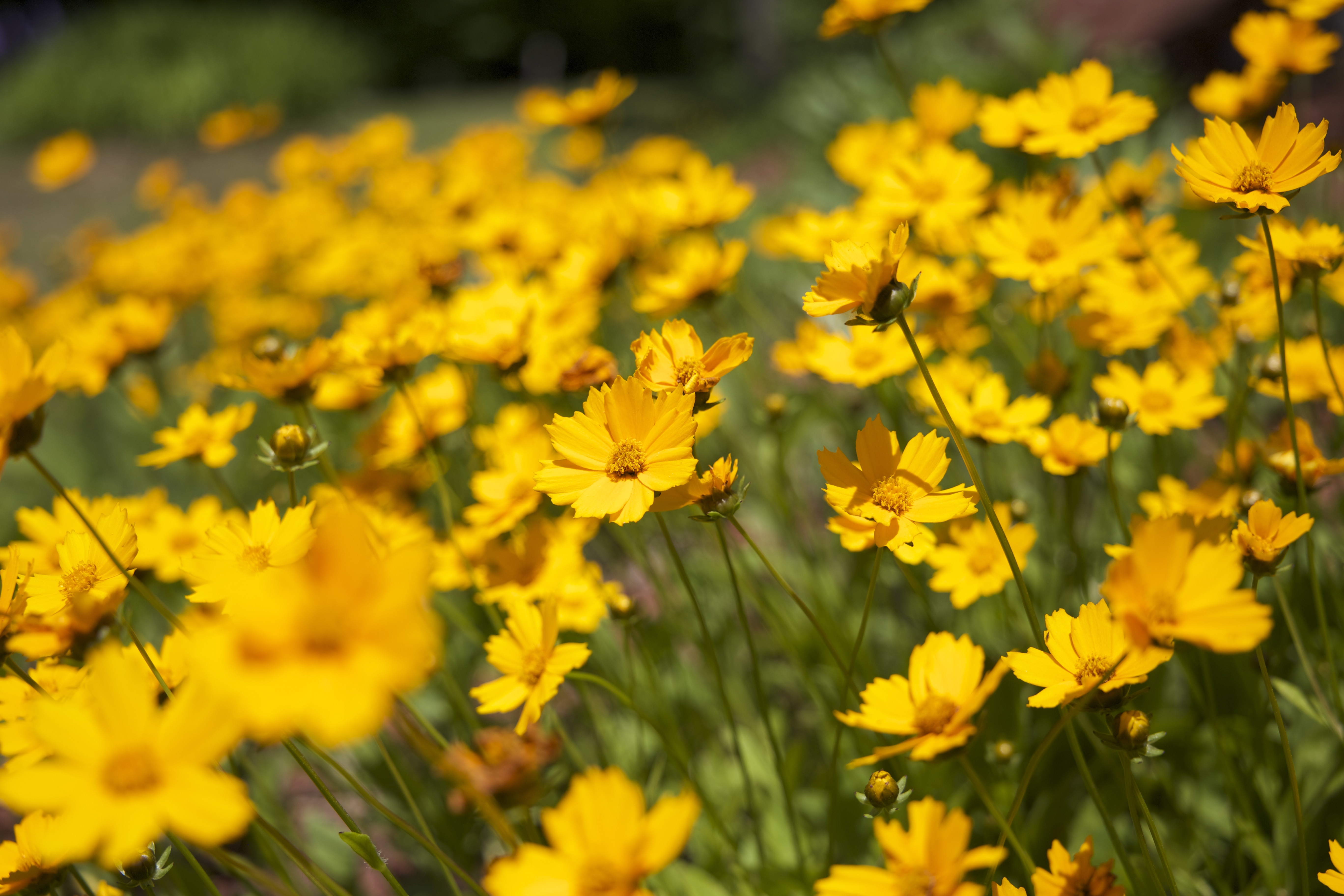 yellow petaled flowers on field