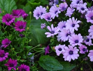 photo of purple and pink petaled flowers thumbnail
