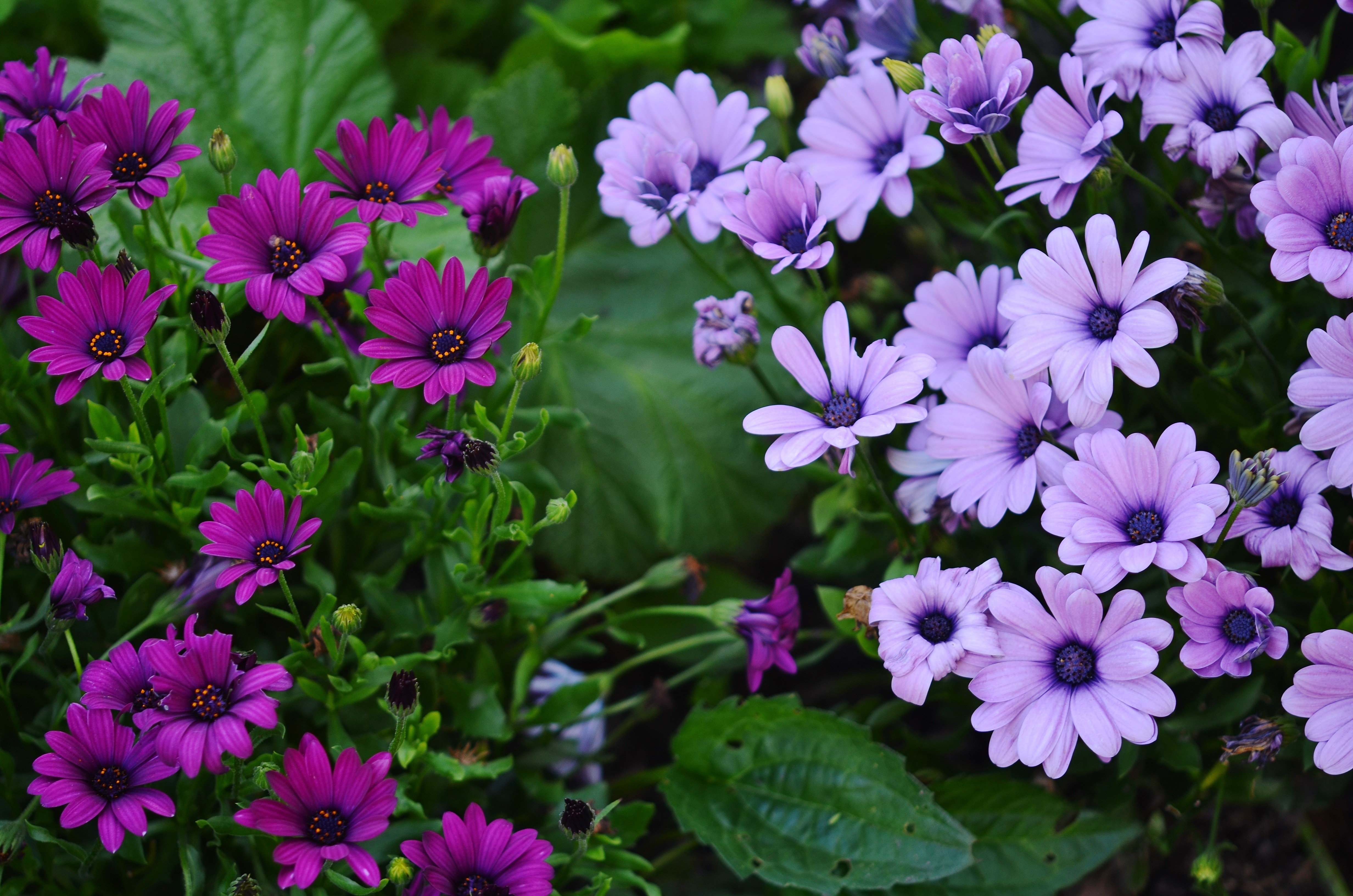 photo of purple and pink petaled flowers