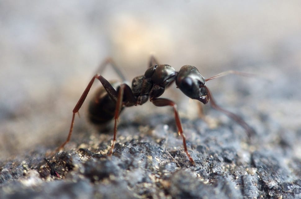 black ant preview
