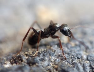 black ant thumbnail