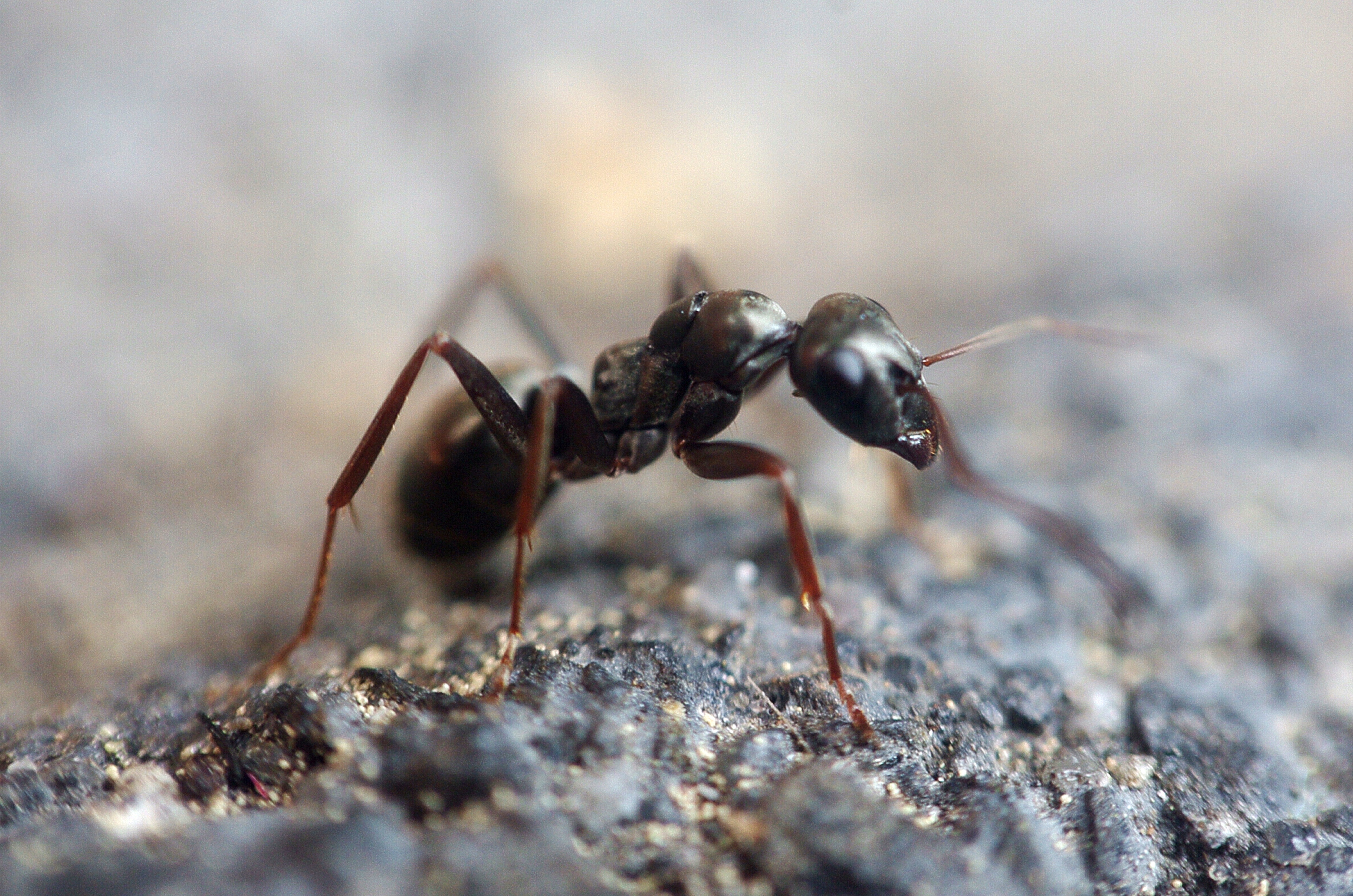 black ant