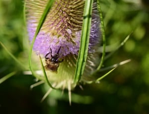 yellow bee on purple cluster flower thumbnail