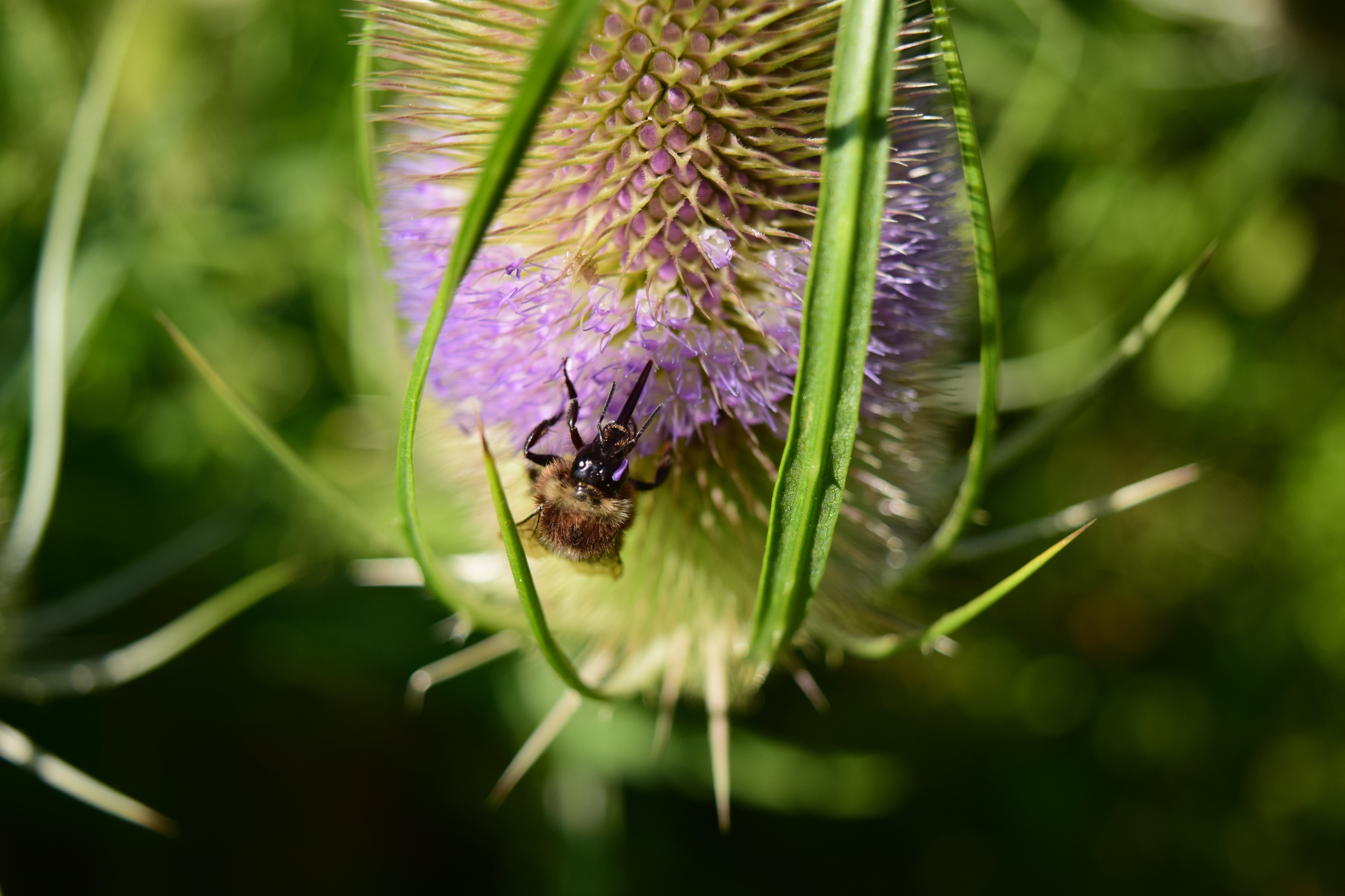 yellow bee on purple cluster flower