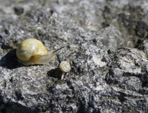 white snail crawling on black rock thumbnail