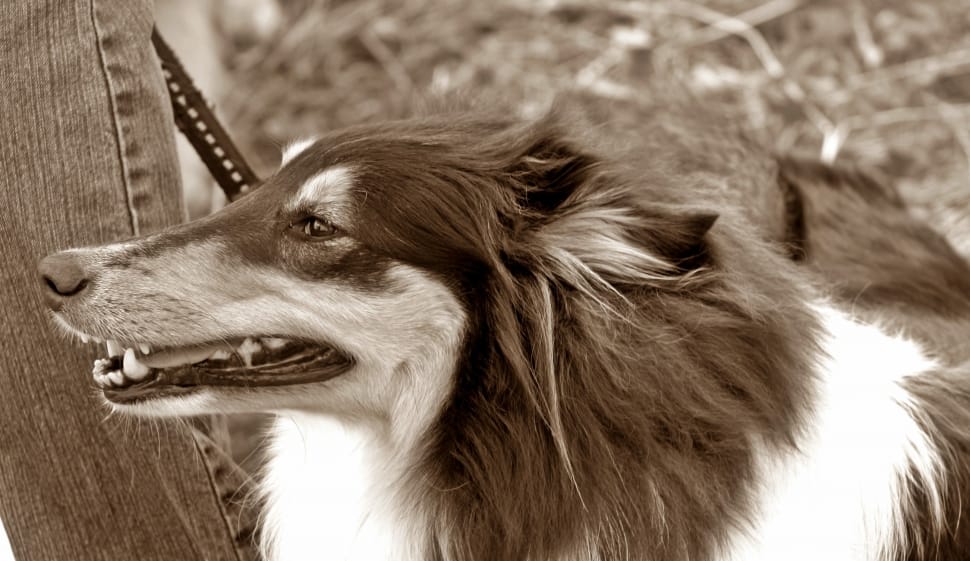 greyscale photo of rough collie preview