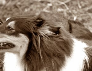 greyscale photo of rough collie thumbnail