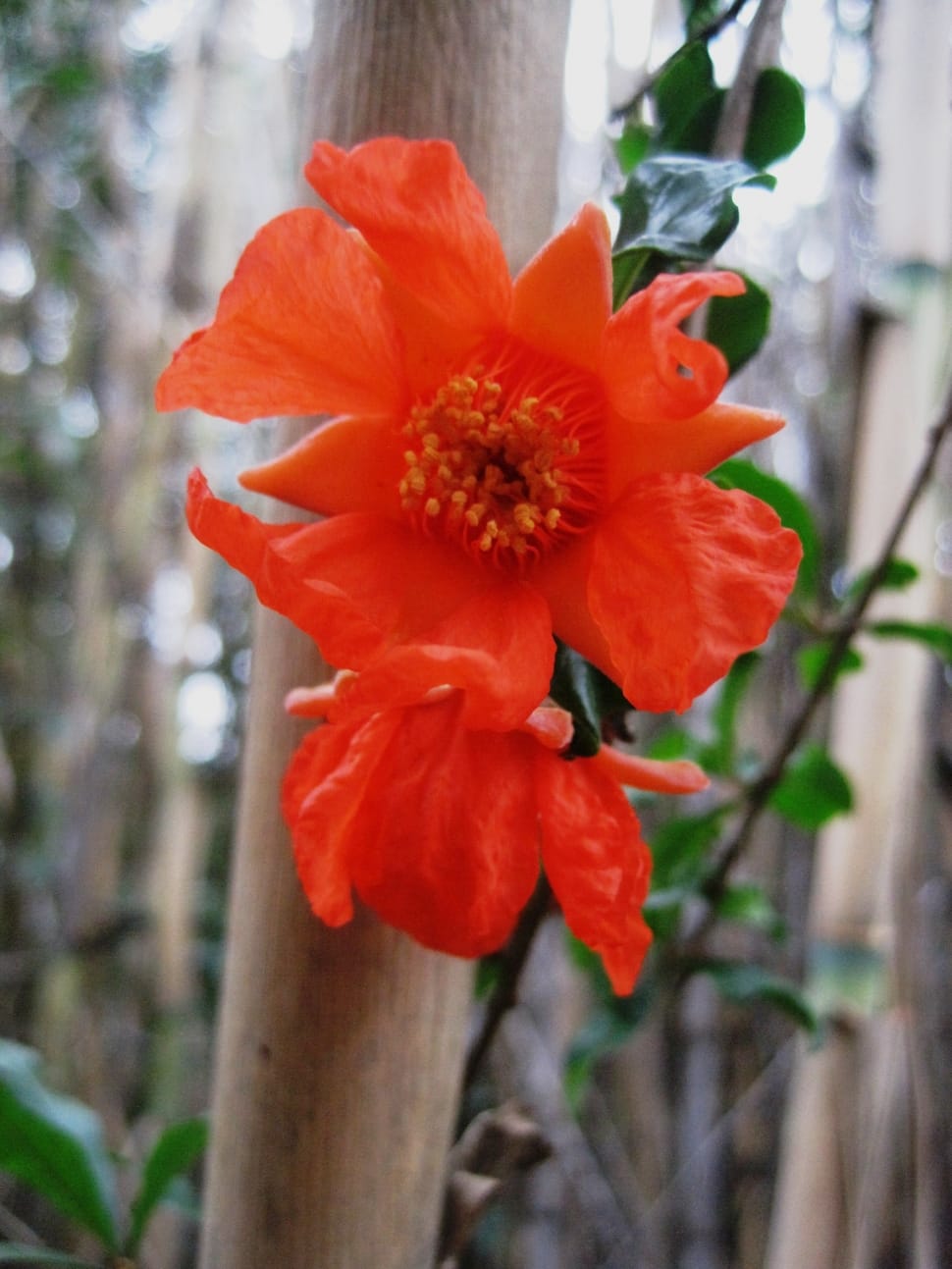 Bloom, Orange, Flower, Bright, flower, petal preview
