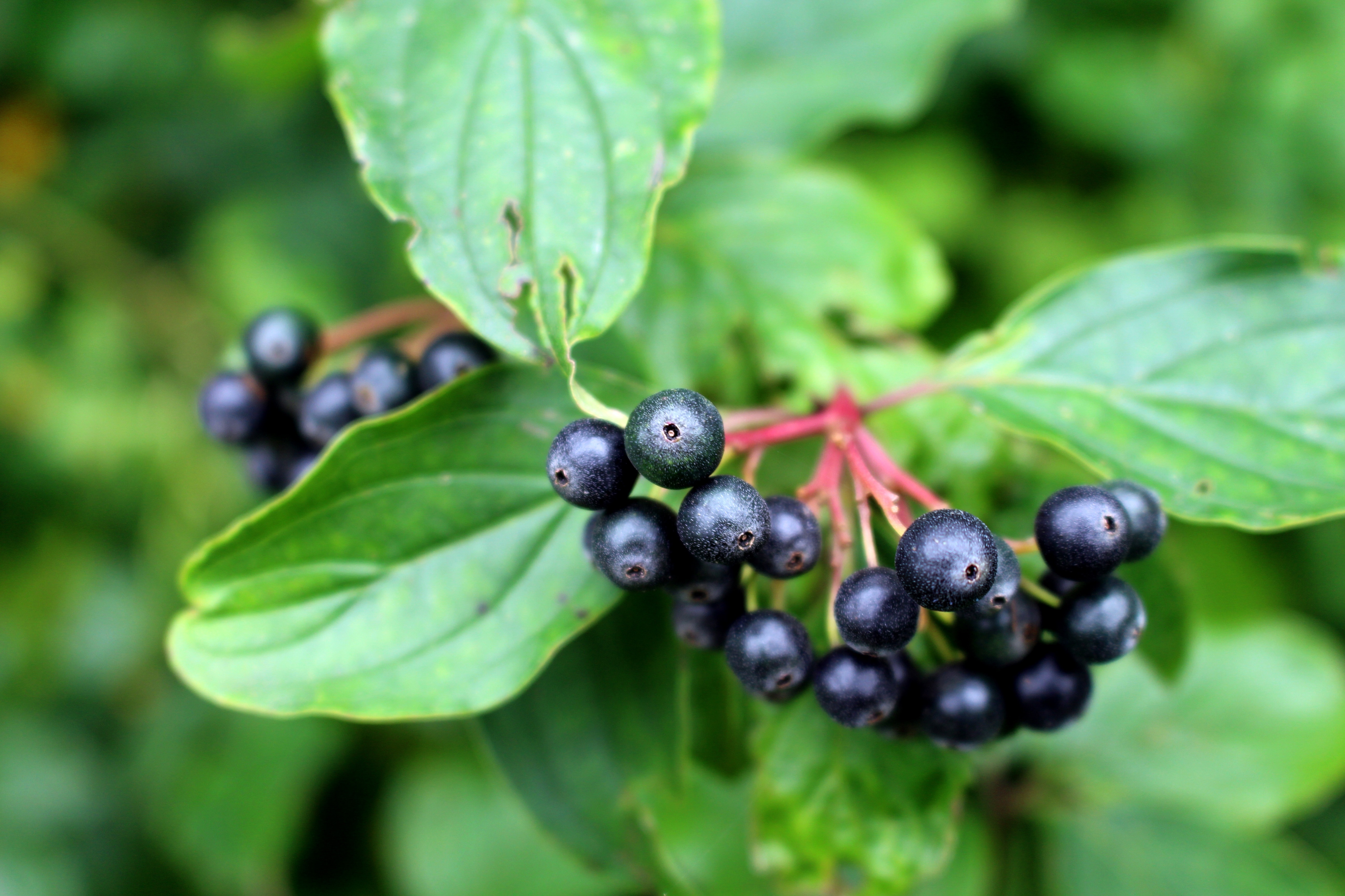 black berry fruit
