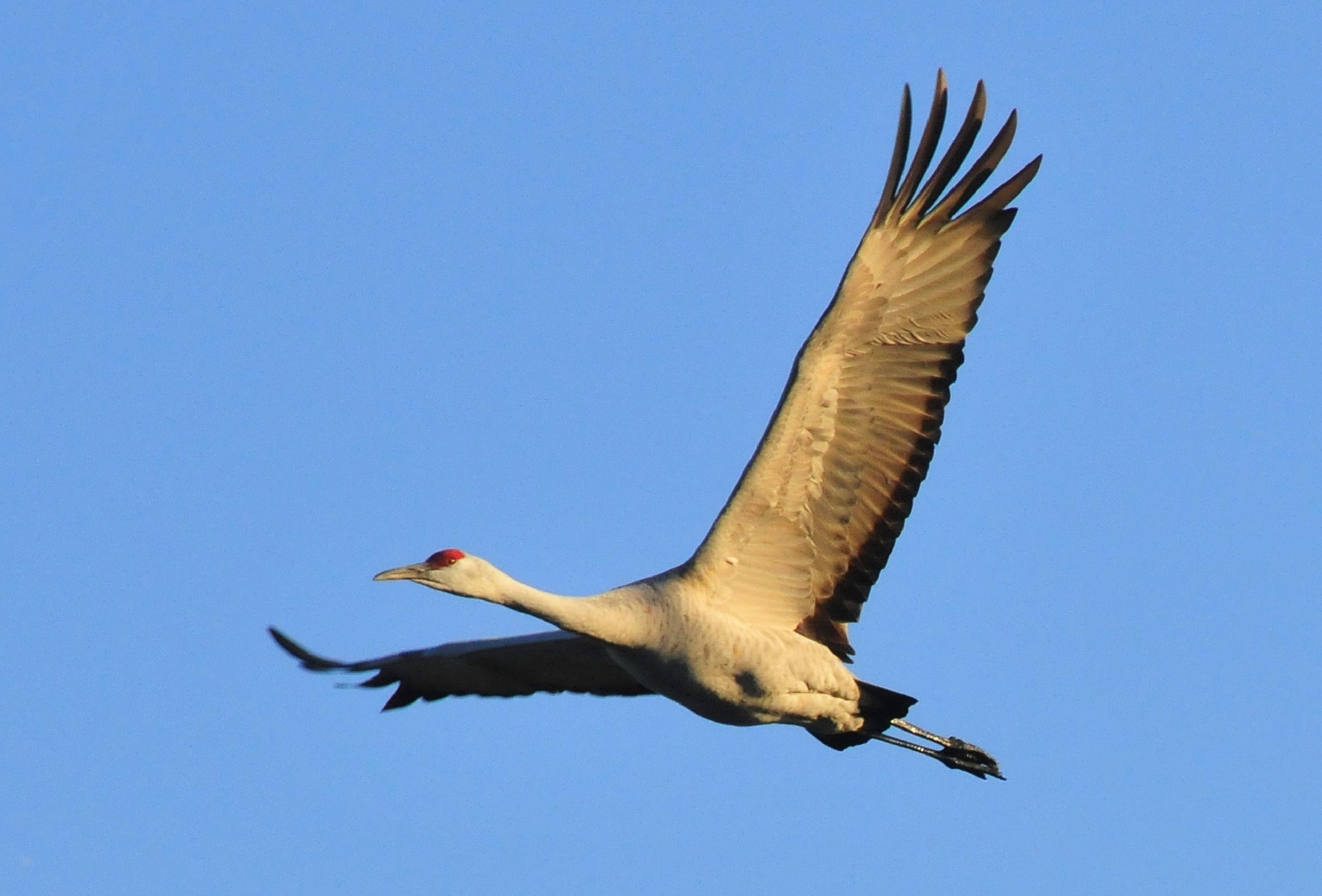 1920x1080-wallpaper-wildlife-bird-sandhill-crane-flying-one