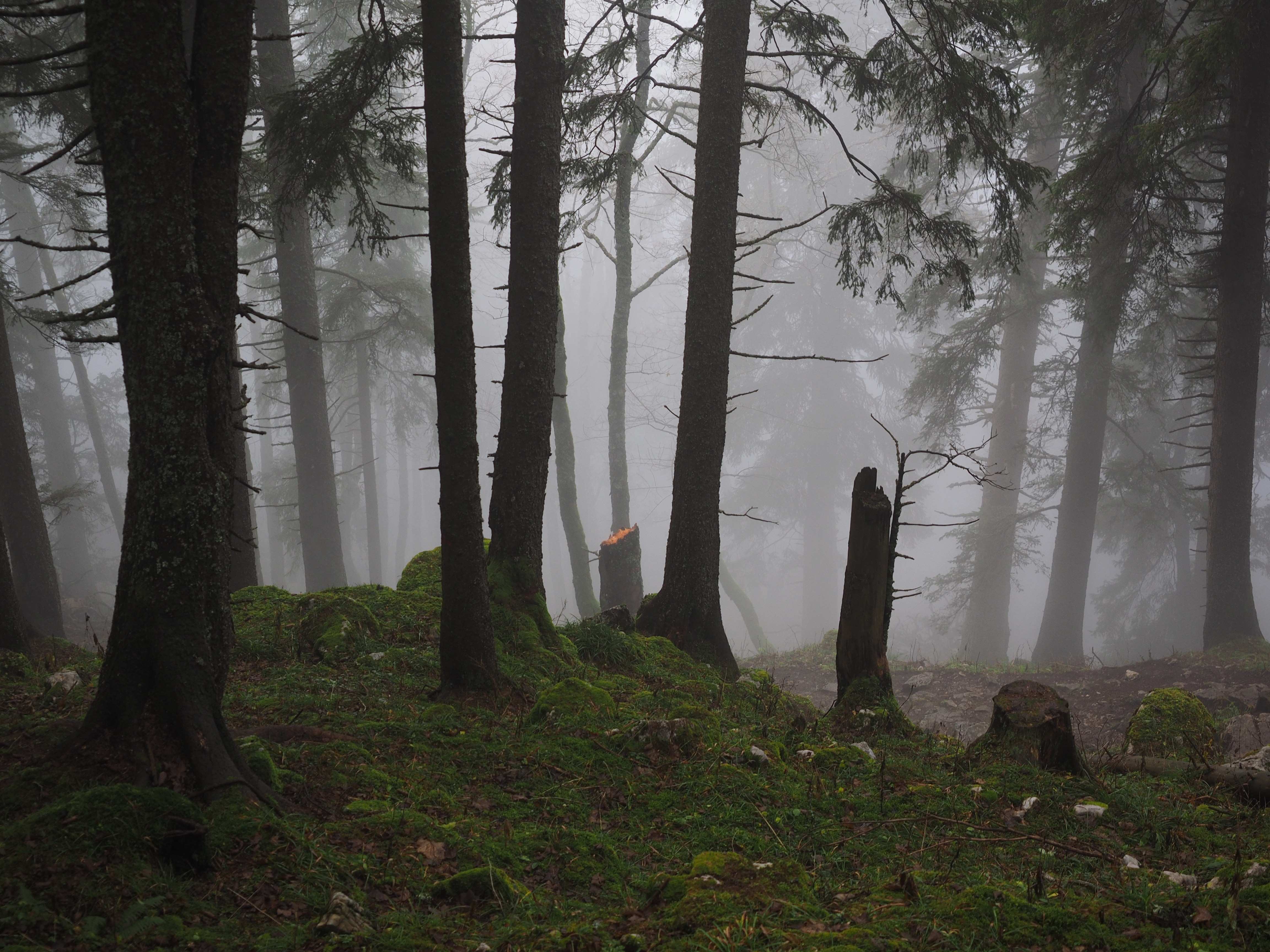large trees with fogs