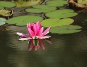 Pond, Zen, Water Lilies, water lily, flower thumbnail