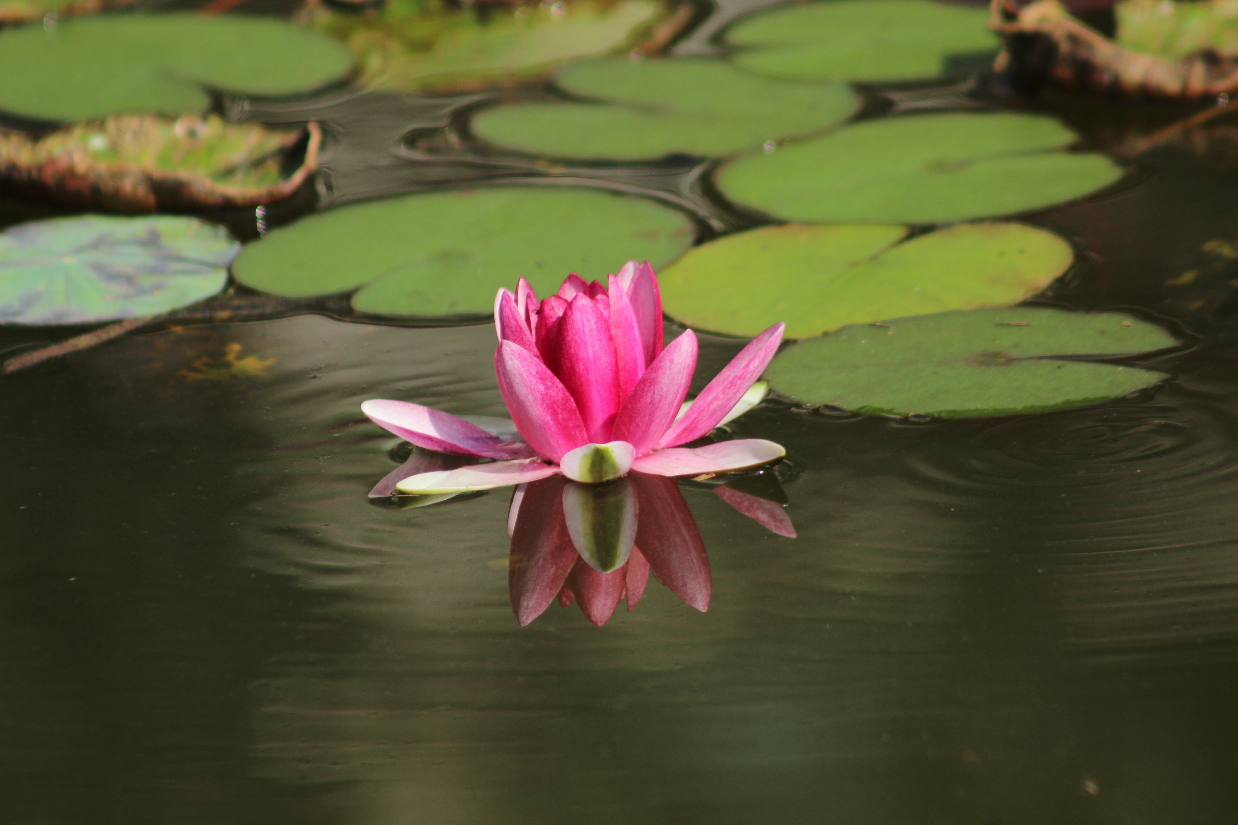 Pond, Zen, Water Lilies, water lily, flower