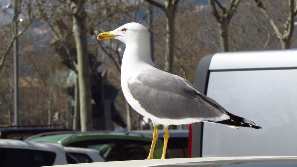 gray and white seagull preview