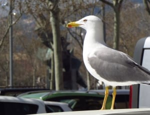 gray and white seagull thumbnail