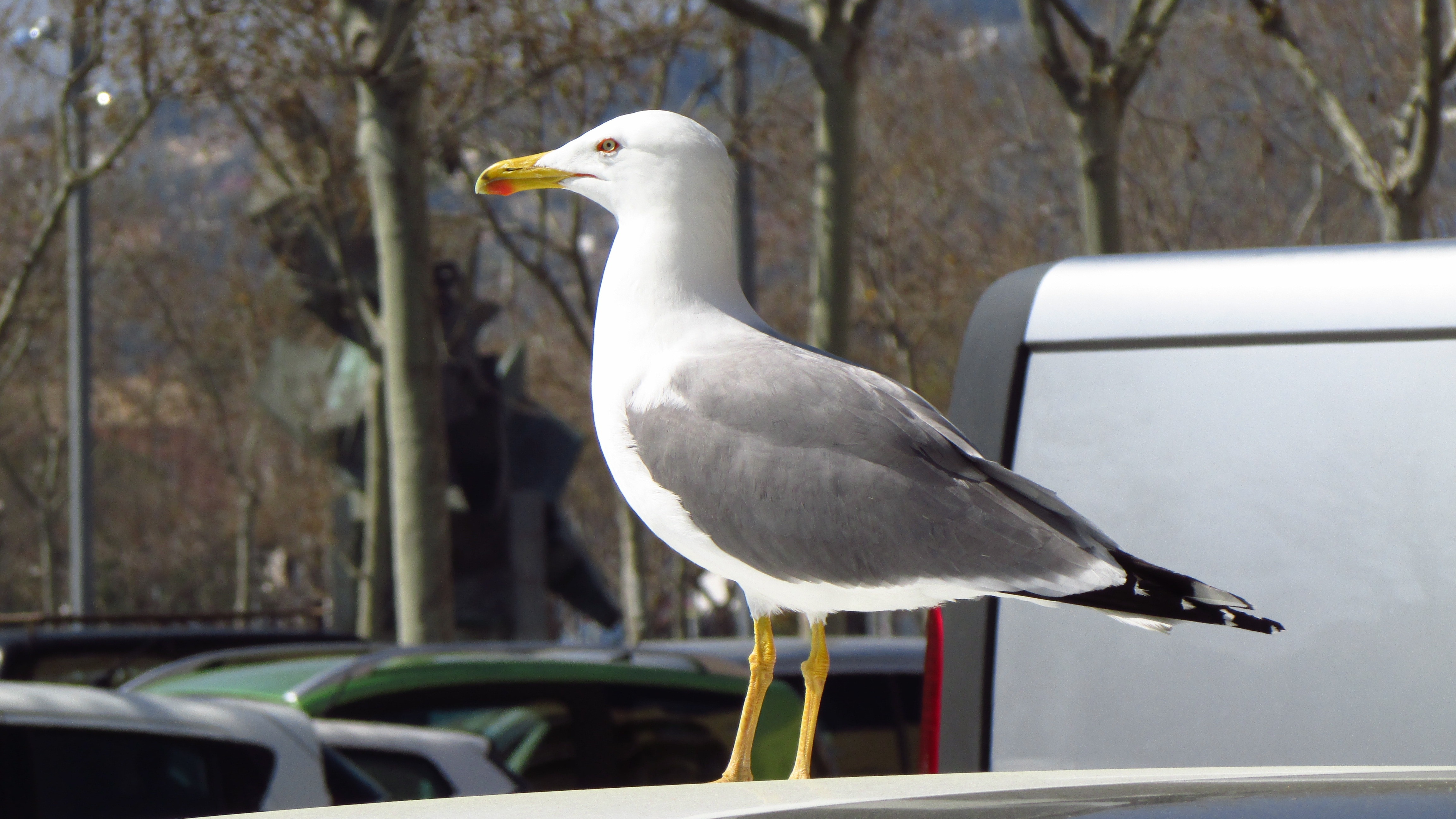 gray and white seagull