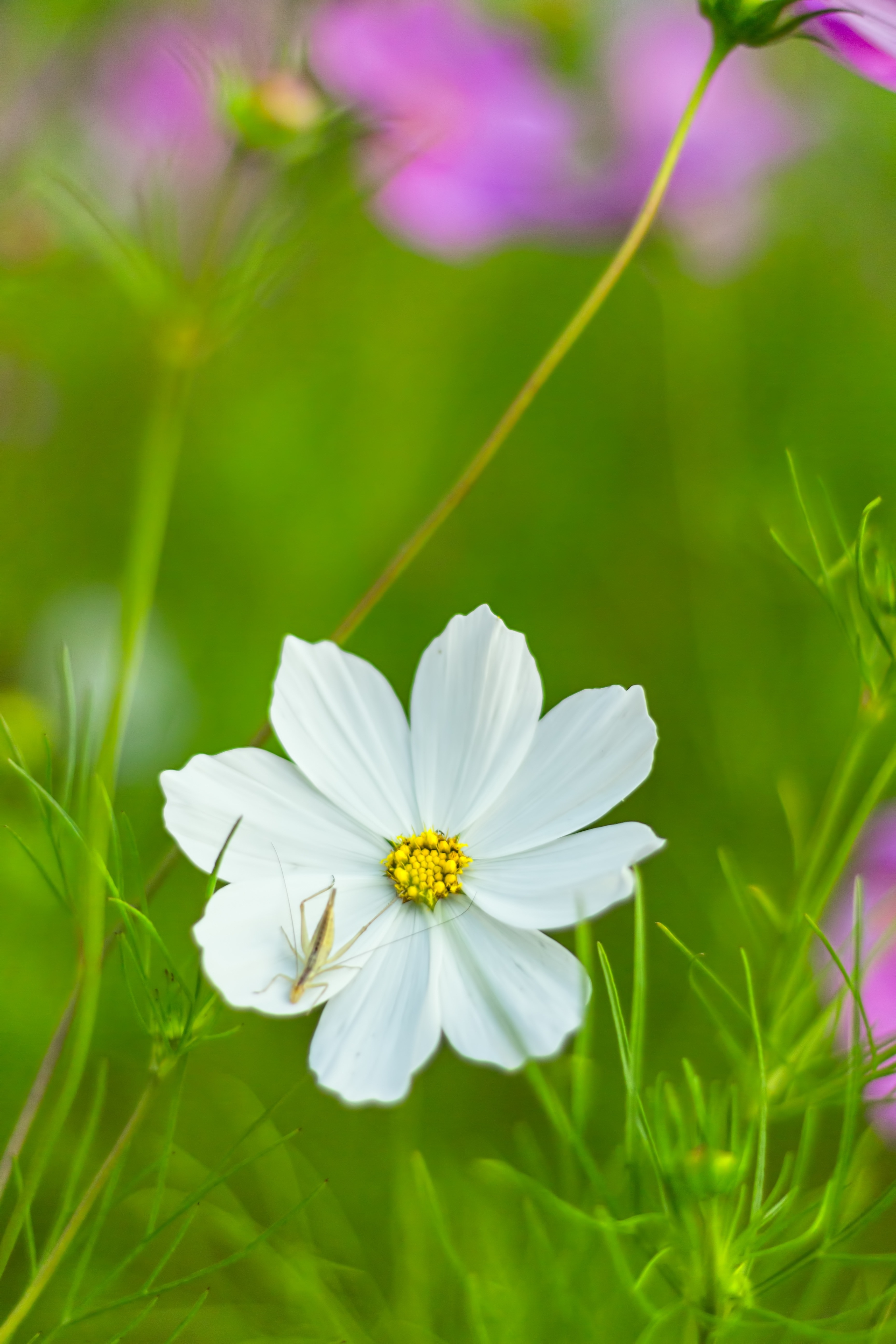 white petaled flower