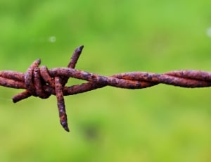 Green, Barbed Wire, Wire, Grass, Pasture, metal, rusty thumbnail