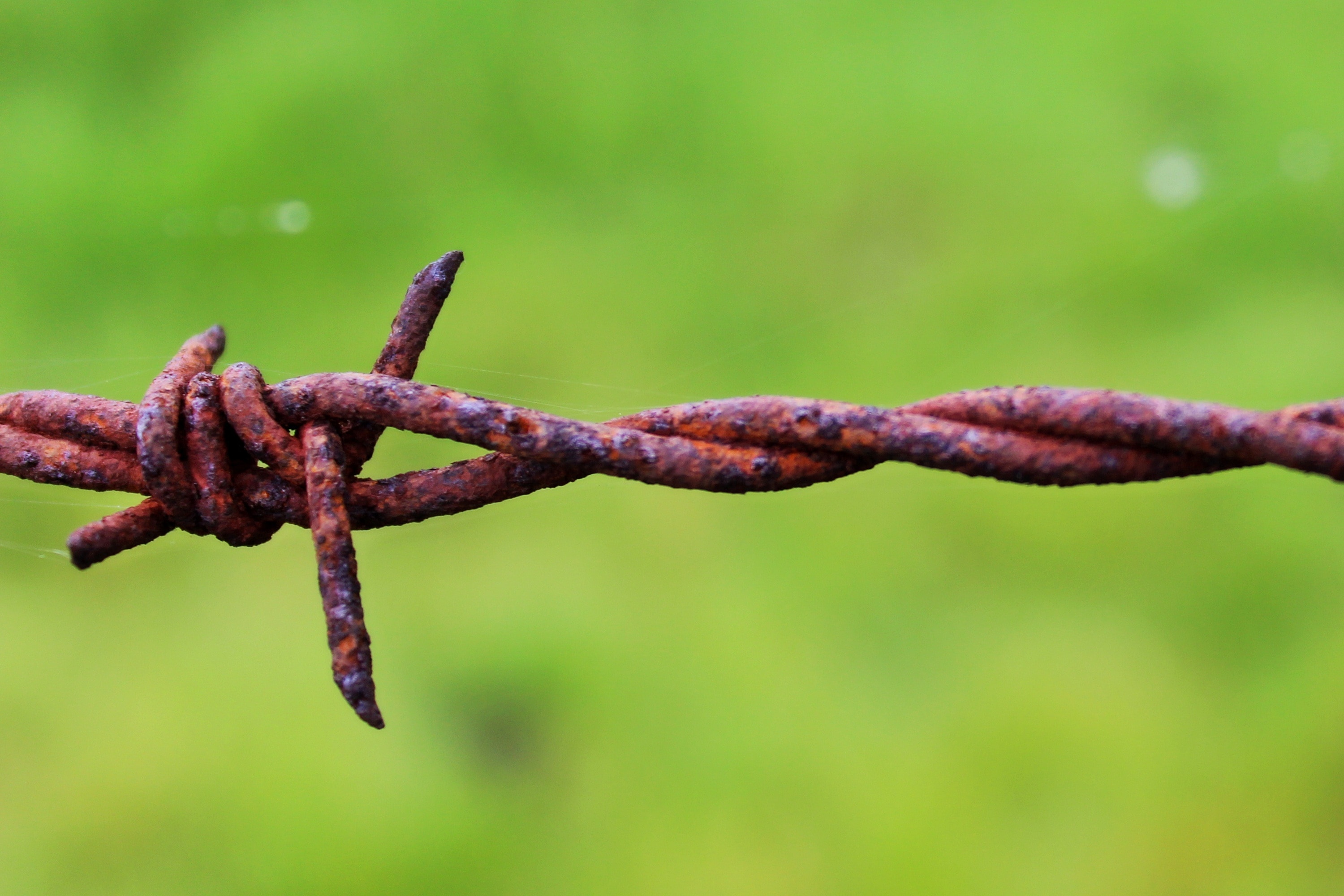 Green, Barbed Wire, Wire, Grass, Pasture, metal, rusty