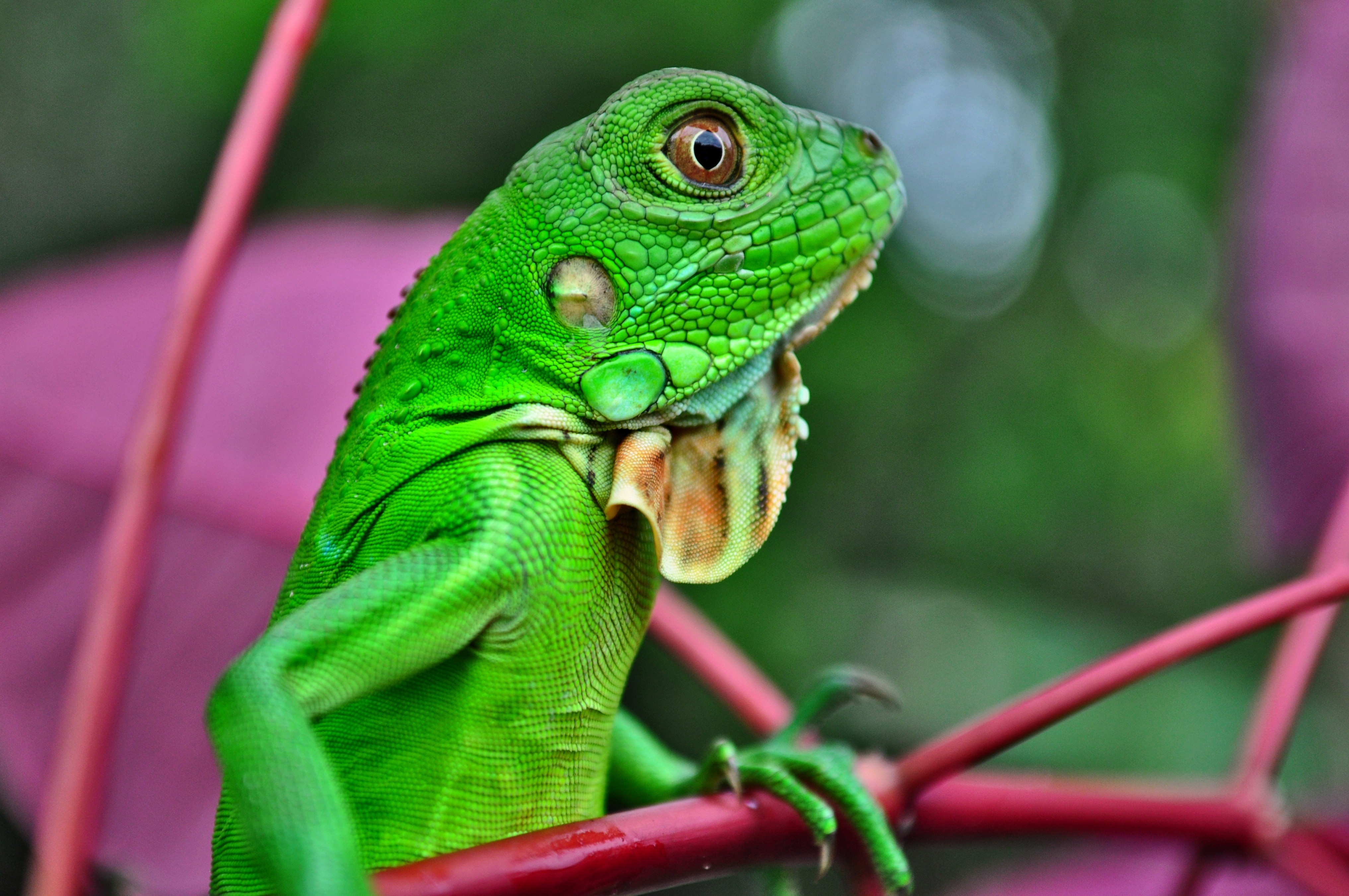 Reptiles, Reptile, Nature, Green, Iguana, green color, one animal