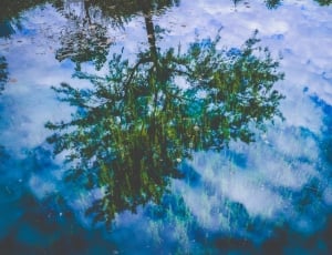 reflection of green leaved tree on clear water thumbnail