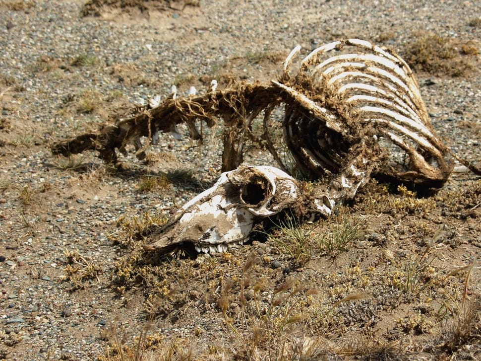 Nimal, Desert, Skeleton, Animal, Carcass, animal wildlife, animals in the wild preview