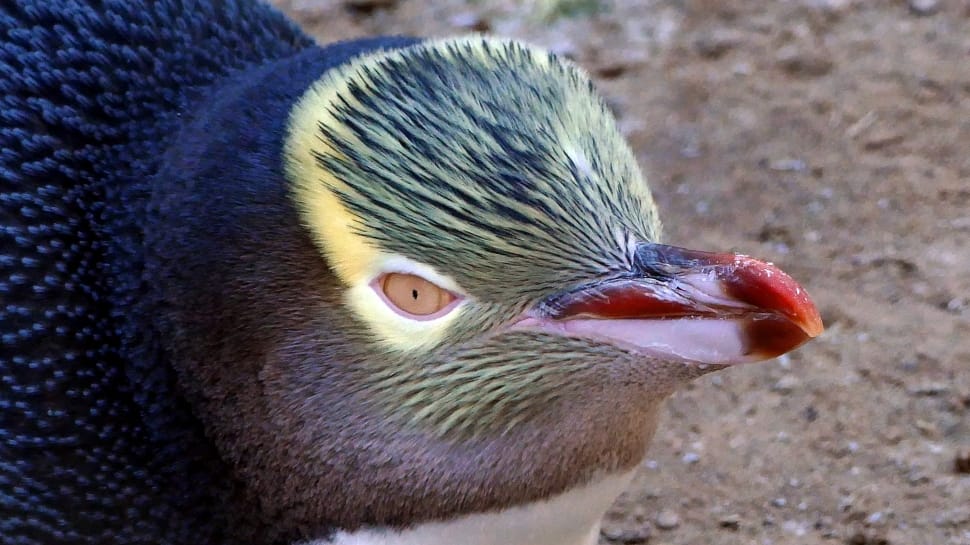 Yellow-eyed penguin (Megadyptes antipodes) free image - Peakpx