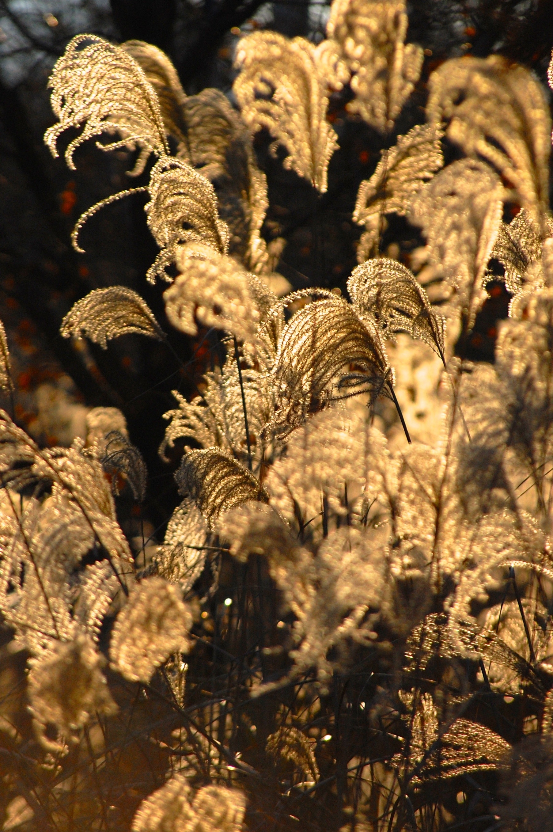 brown plants in closeup photography