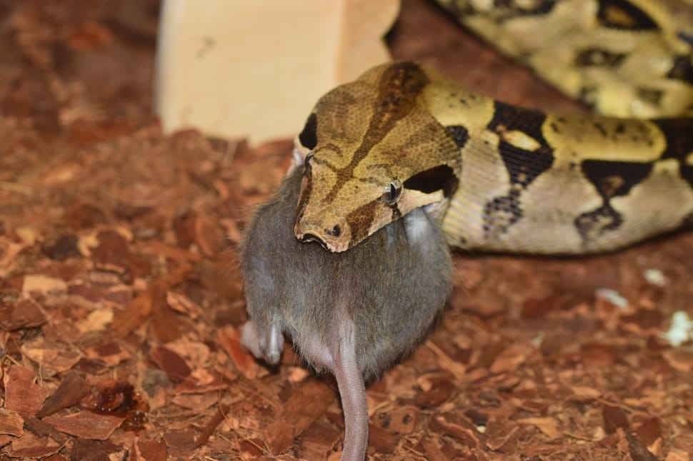 Snake, Constrictor, Boa, Eat, one animal, animal wildlife preview