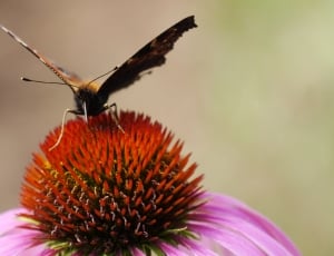 Butterfly, Drinking, Summer, Insect, flower, fragility thumbnail