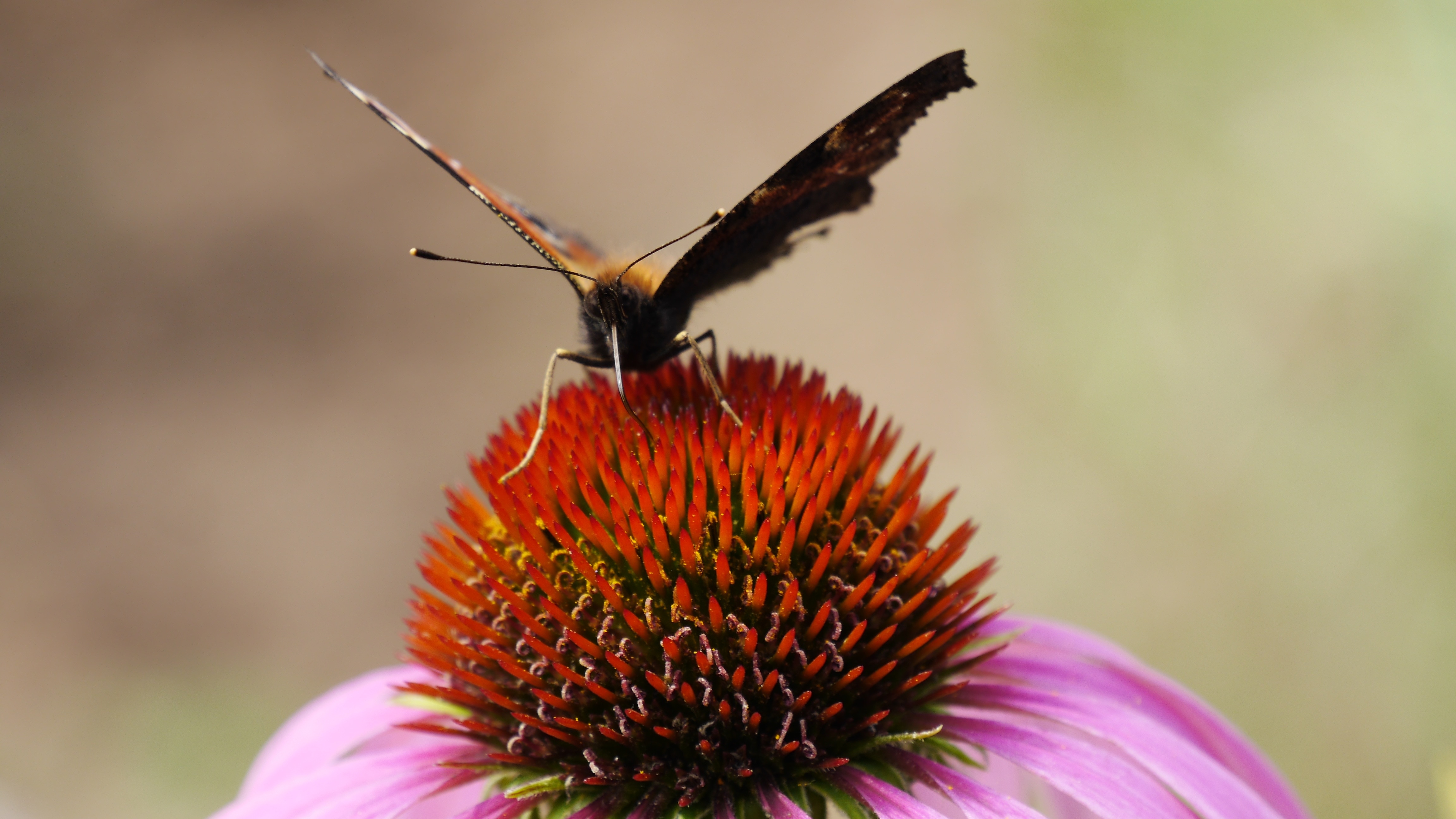 Butterfly, Drinking, Summer, Insect, flower, fragility