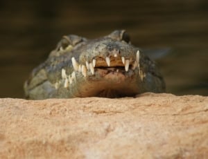 grey crocodile thumbnail